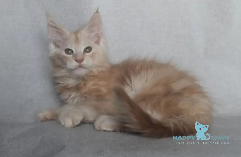 Fenix Maine Coon male cream smoke live animals