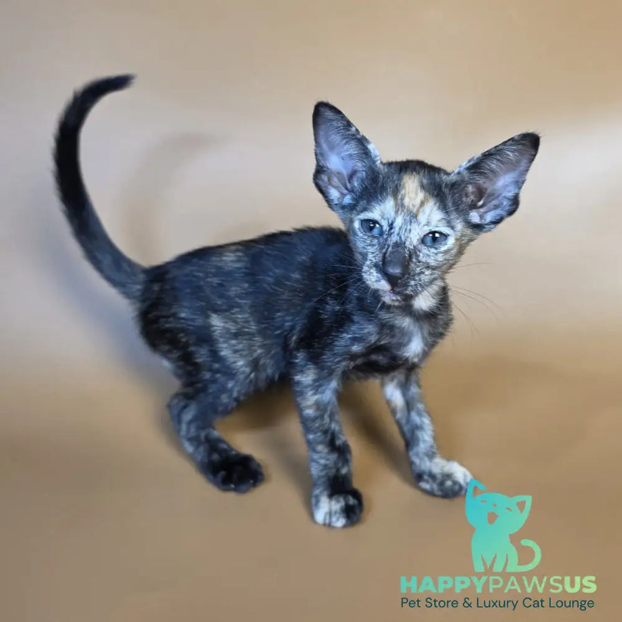 Fenja Oriental Shorthair female black tortie - live animals