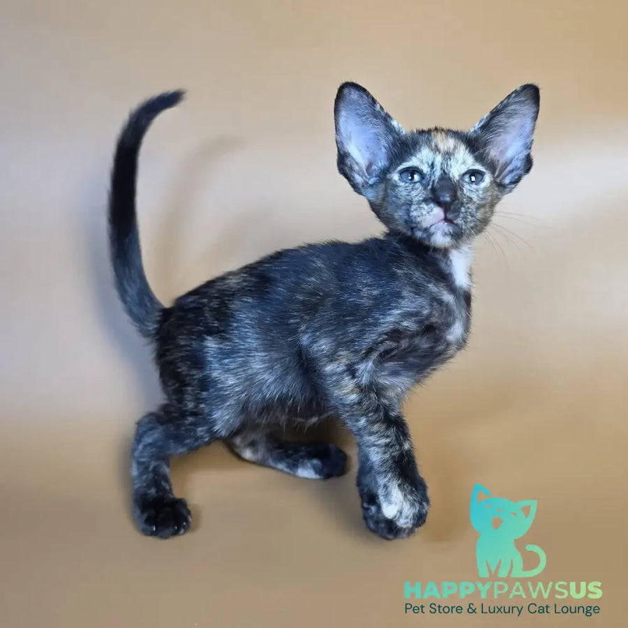 Fenja Oriental Shorthair female black tortie - live animals