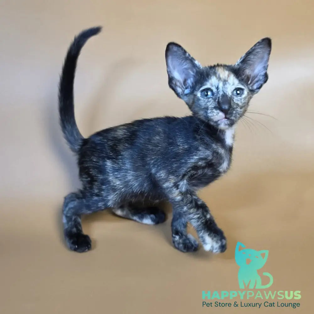 Fenja Oriental Shorthair female black tortie - live animals