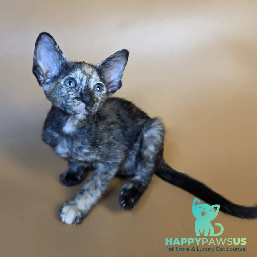 Fenja Oriental Shorthair female black tortie - live animals