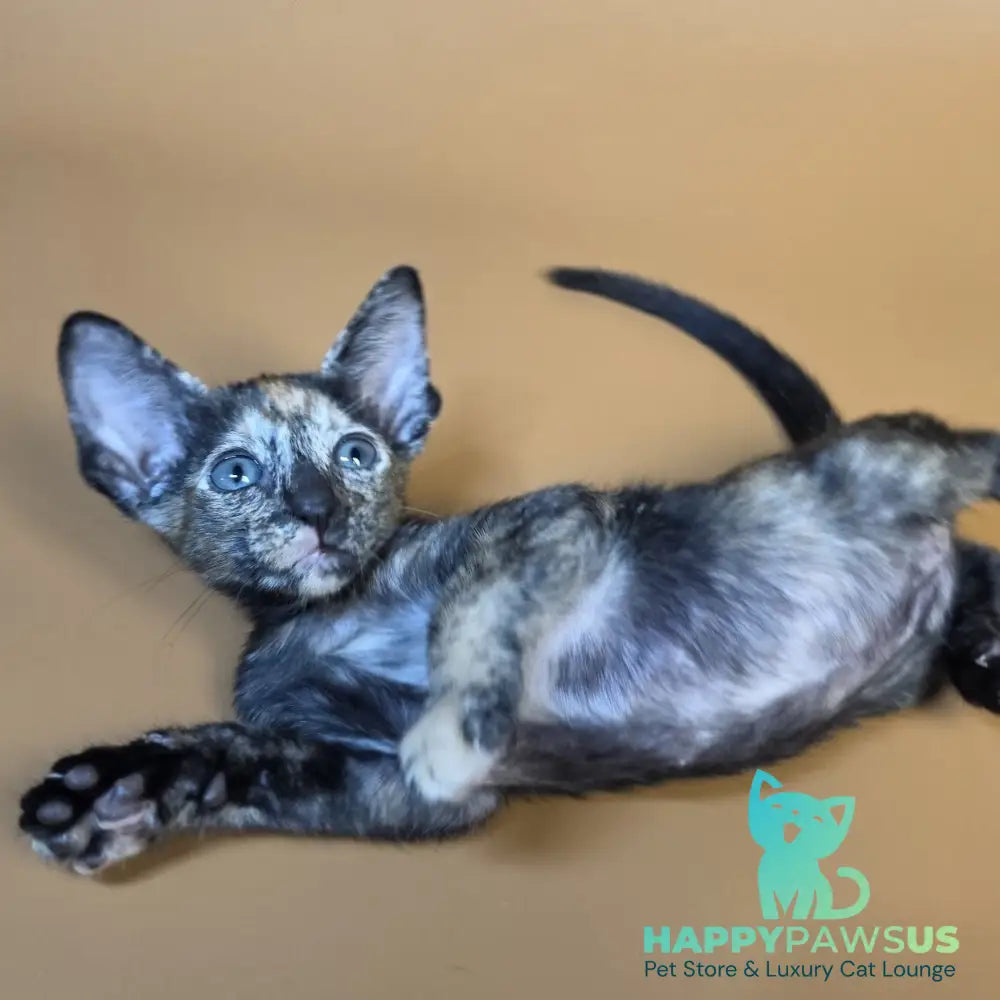 Fenja Oriental Shorthair female black tortie - live animals