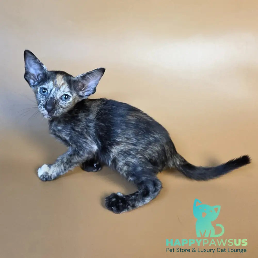 Fenja Oriental Shorthair female black tortie - live animals
