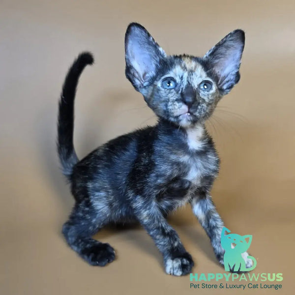 Fenja Oriental Shorthair female black tortie - live animals