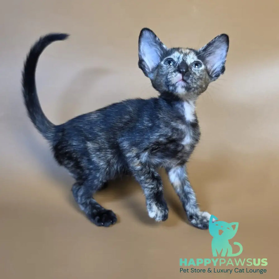 Fenja Oriental Shorthair female black tortie - live animals