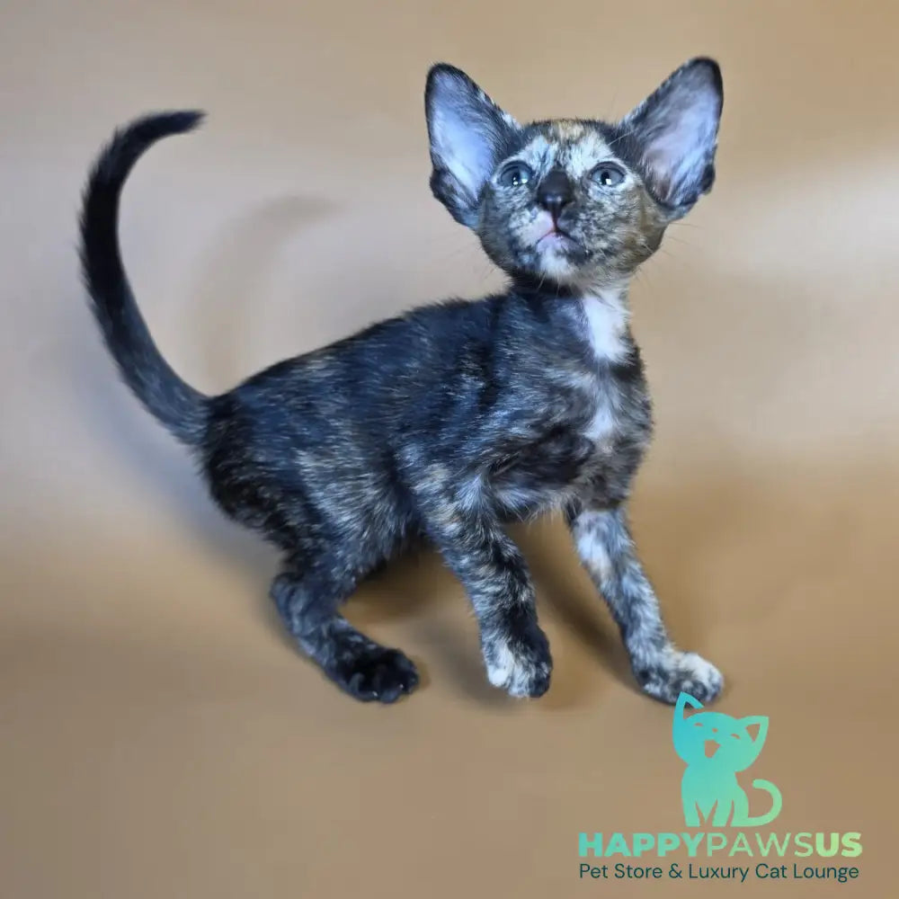 Fenja Oriental Shorthair female black tortie - live animals