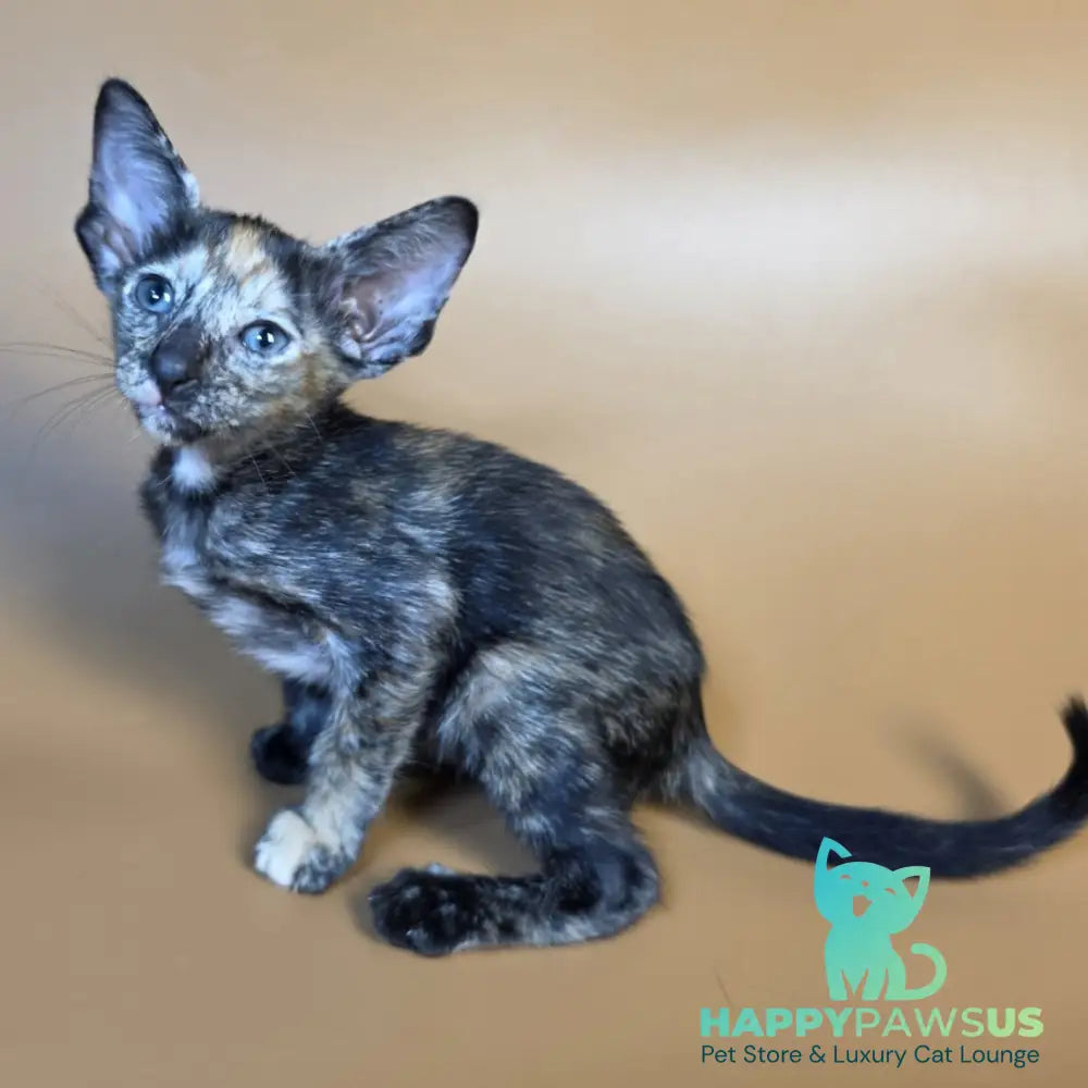 Fenja Oriental Shorthair female black tortie - live animals
