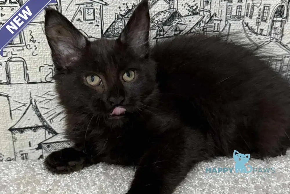 Fenomen Maine Coon male black live animals
