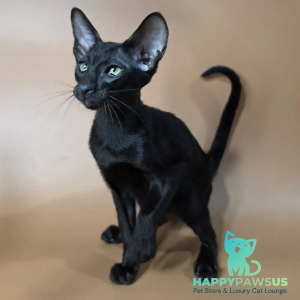 Fenrir Oriental Shorthair male black - live animals