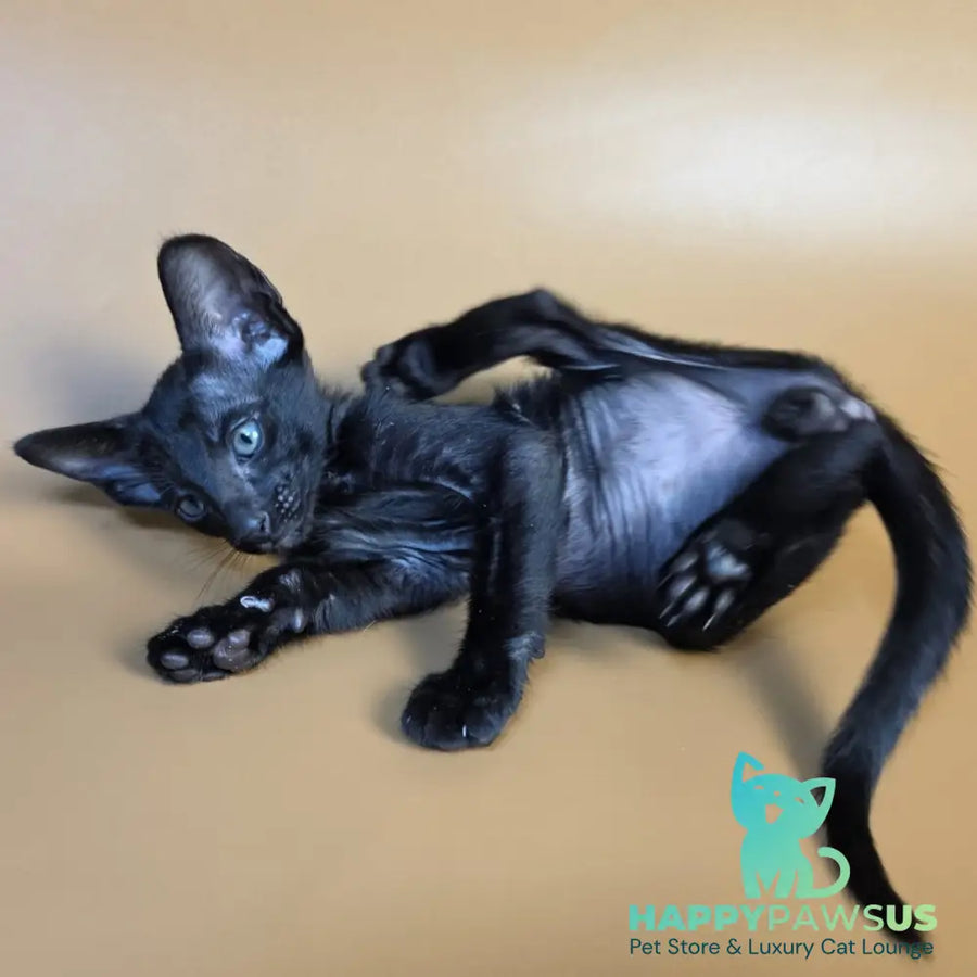 Fenrir Oriental Shorthair male black - live animals