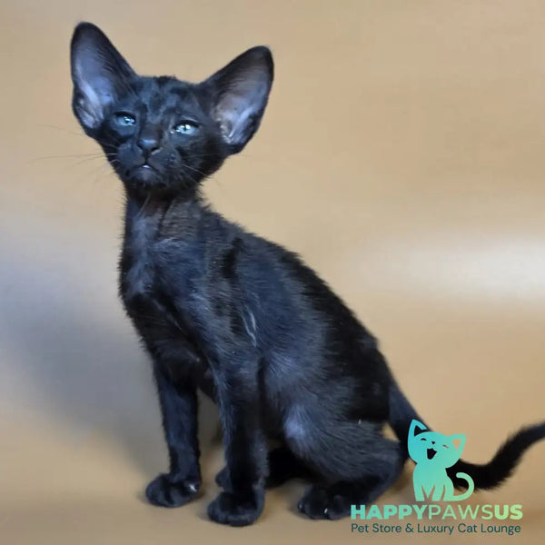 Fenrir Oriental Shorthair male black - live animals