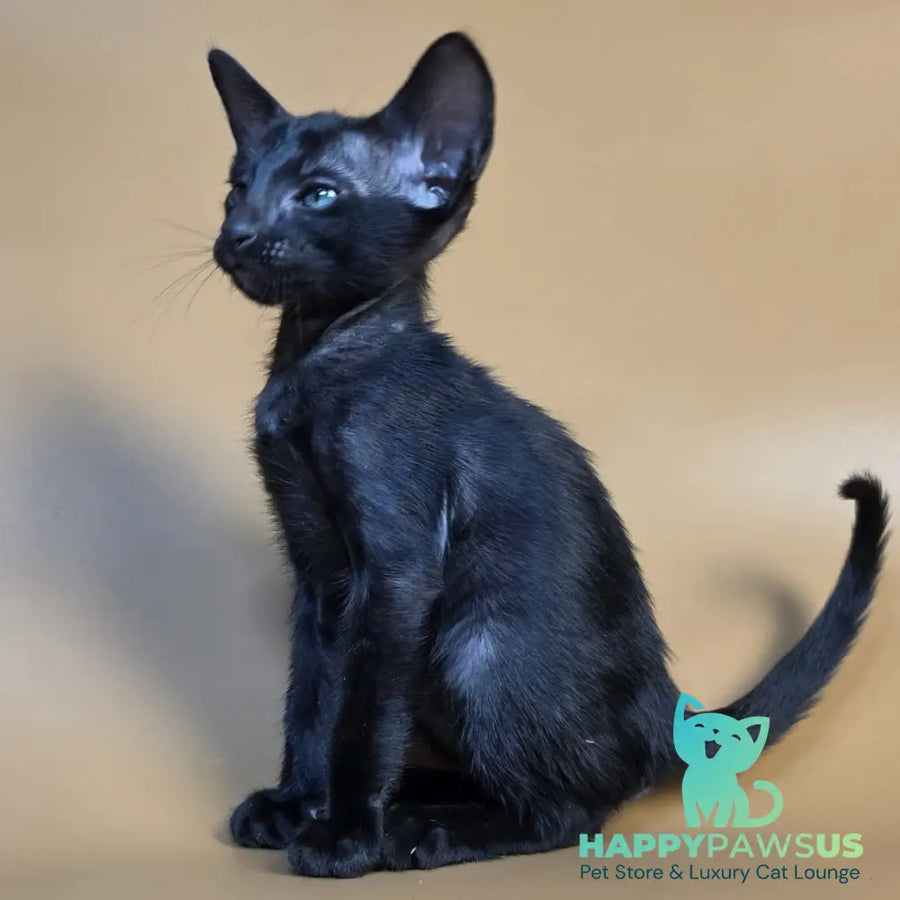 Fenrir Oriental Shorthair male black - live animals