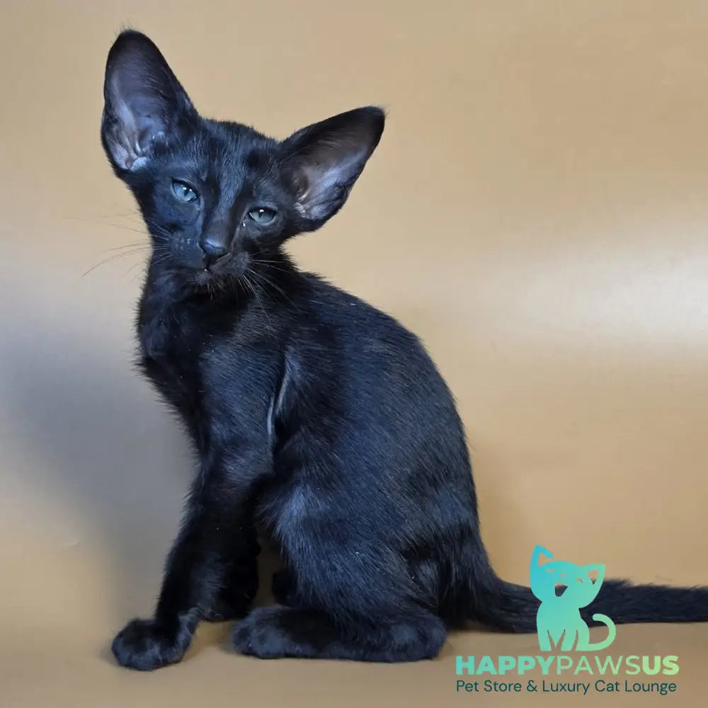 Fenrir Oriental Shorthair male black - live animals