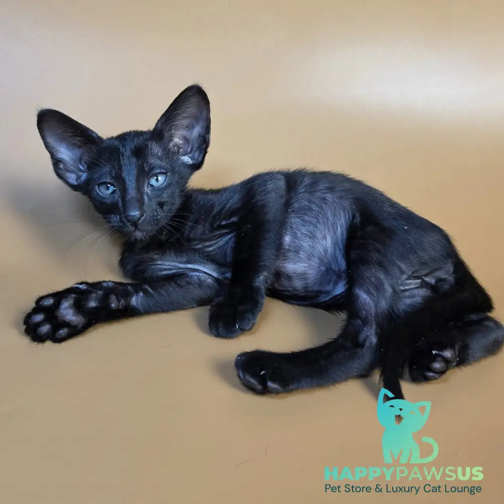 Fenrir Oriental Shorthair male black - live animals