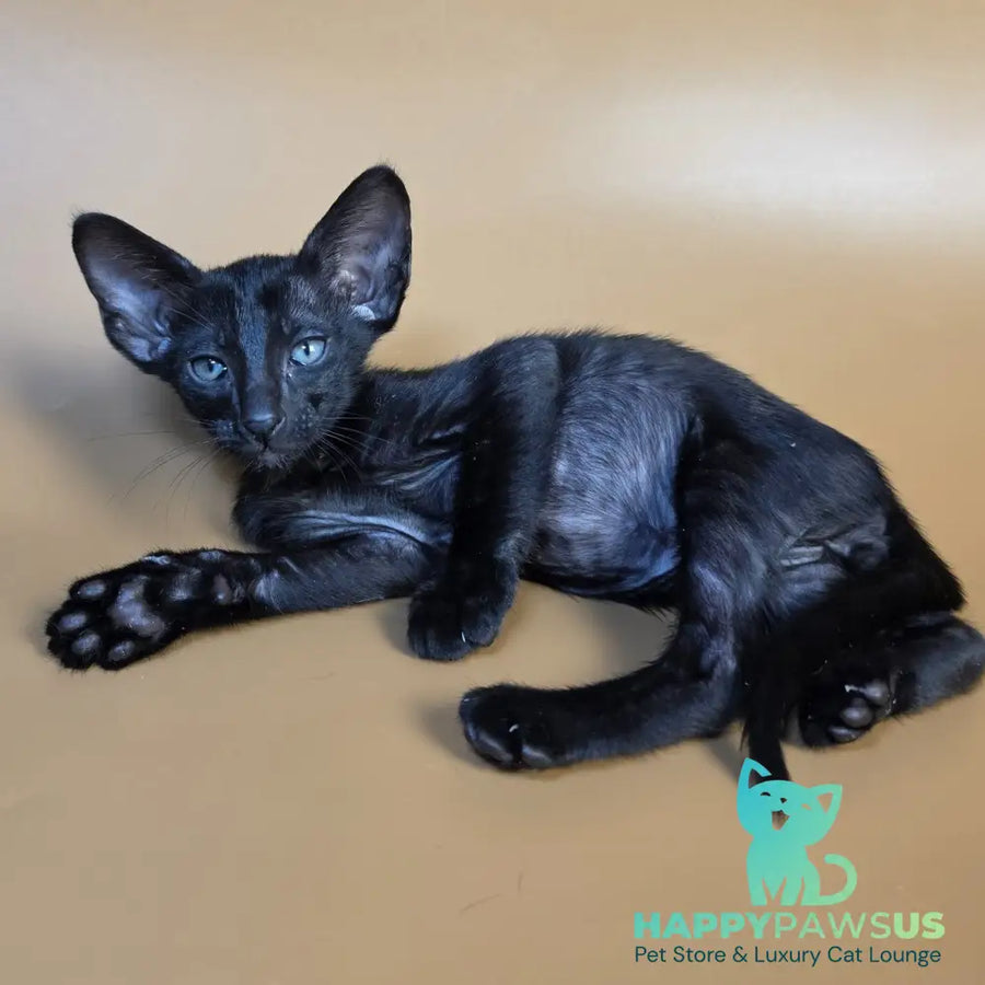 Fenrir Oriental Shorthair male black - live animals