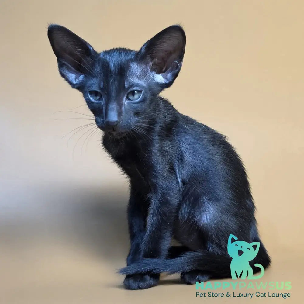 Fenrir Oriental Shorthair male black - live animals