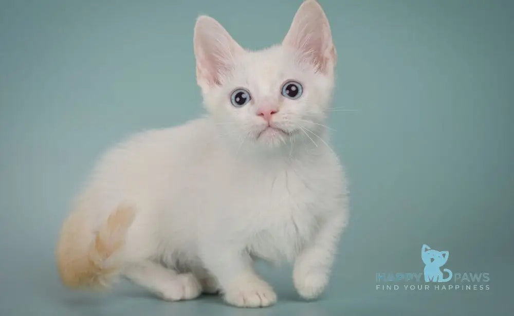 Fenty Munchkin male red pointed live animals