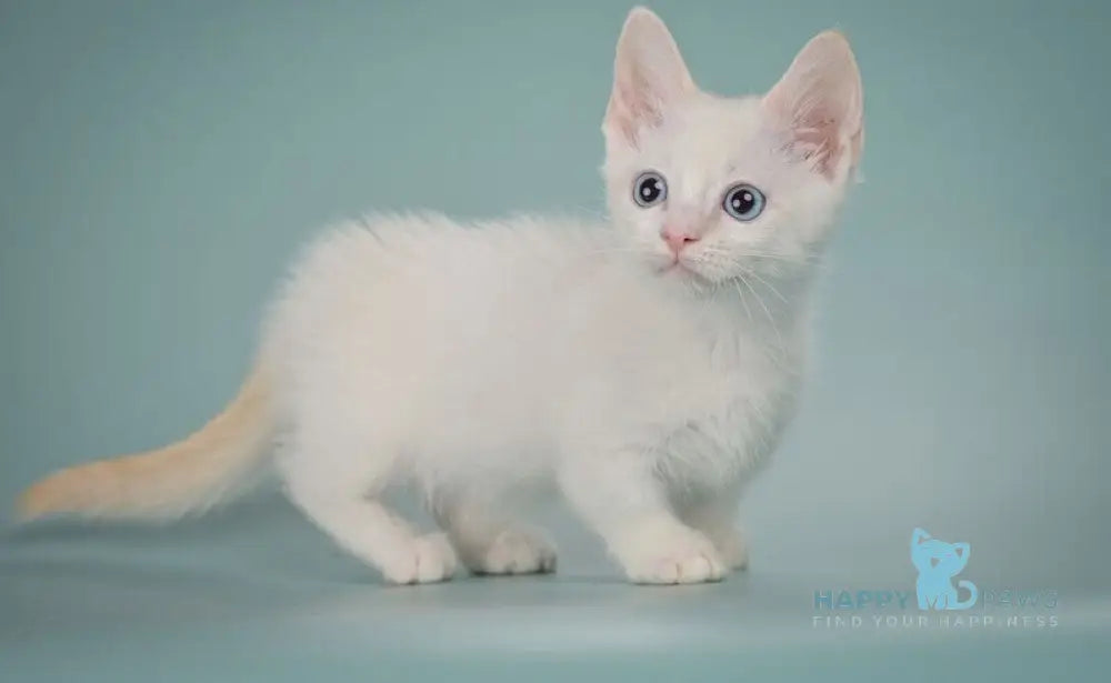 Fenty Munchkin male red pointed live animals