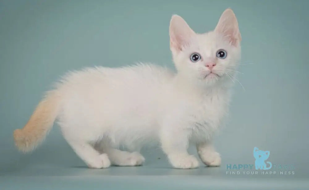 Fenty Munchkin male red pointed live animals