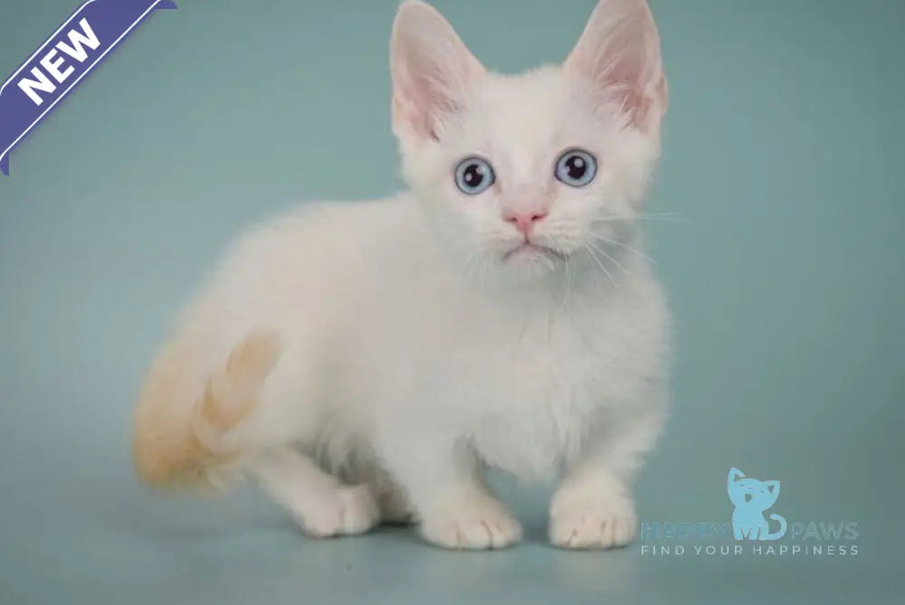 Fenty Munchkin male red pointed live animals