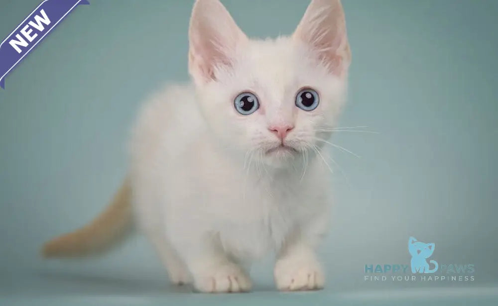 Fenty Munchkin male red pointed live animals