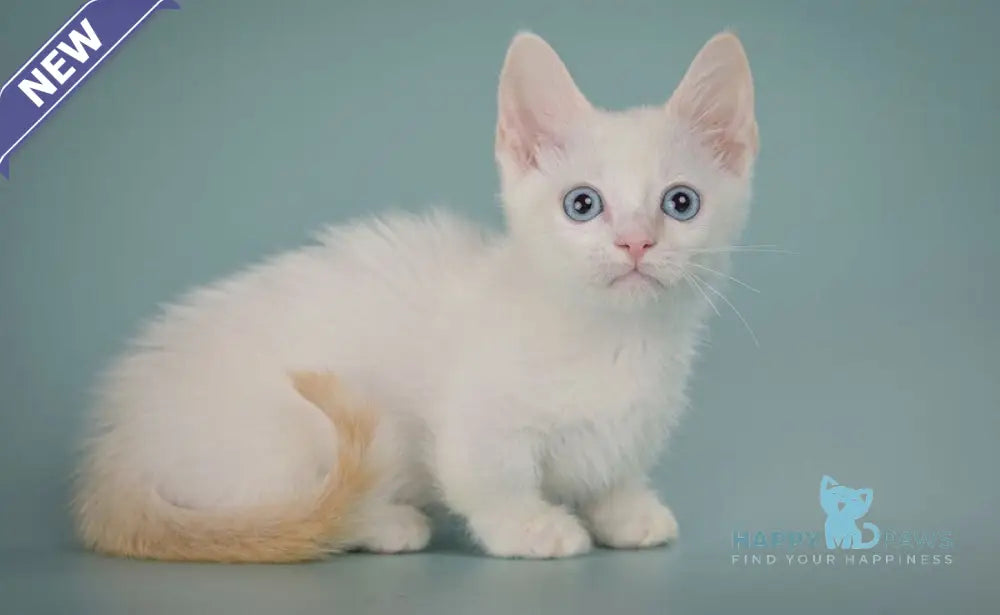Fenty Munchkin male red pointed live animals