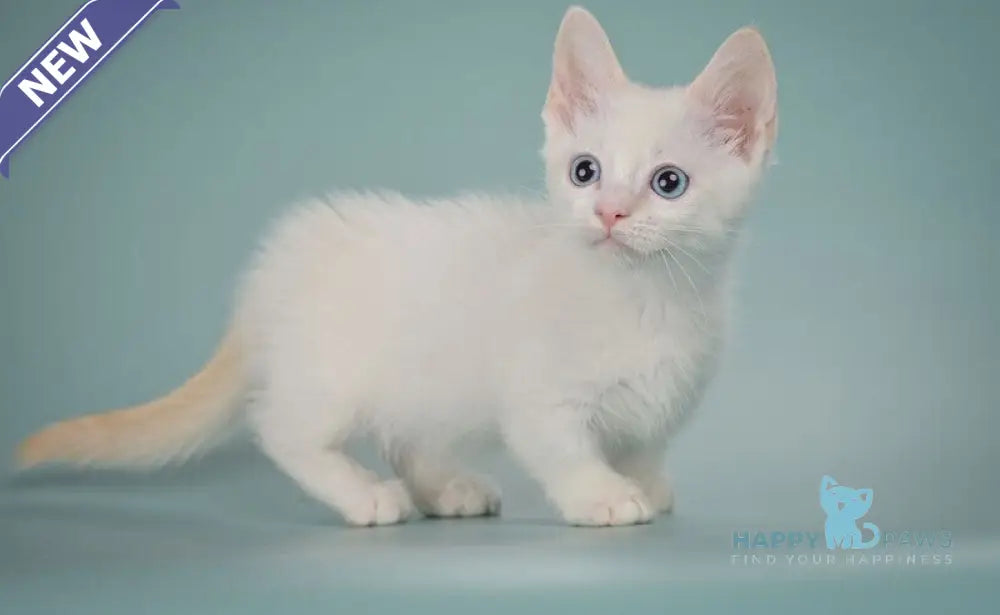 Fenty Munchkin male red pointed live animals