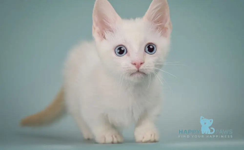 Fenty Munchkin male red pointed live animals