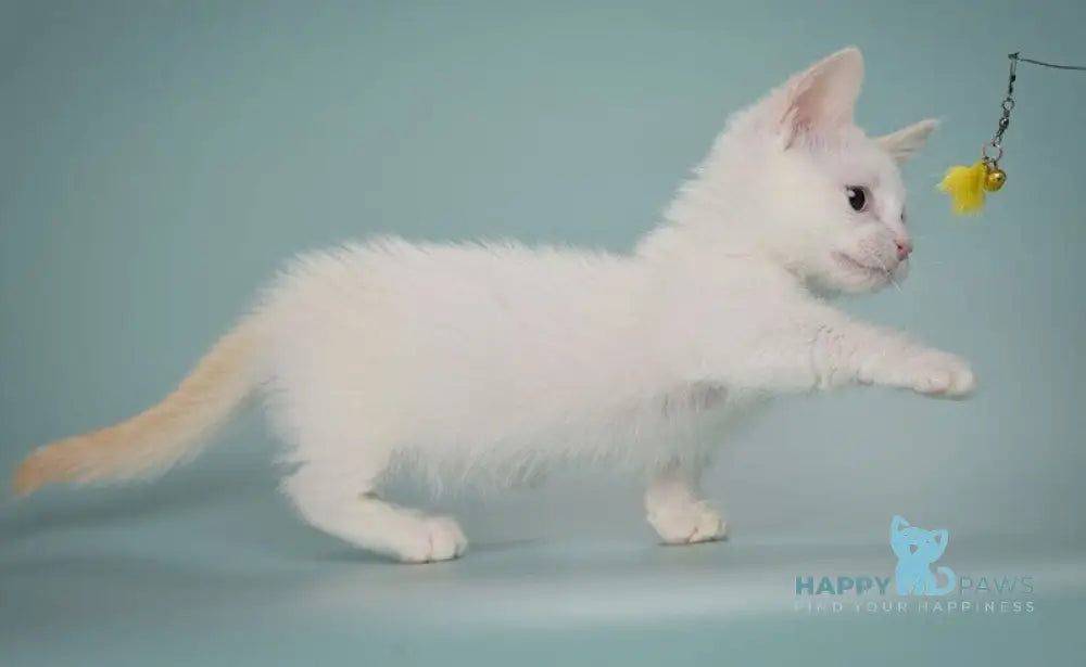 Fenty Munchkin male red pointed live animals