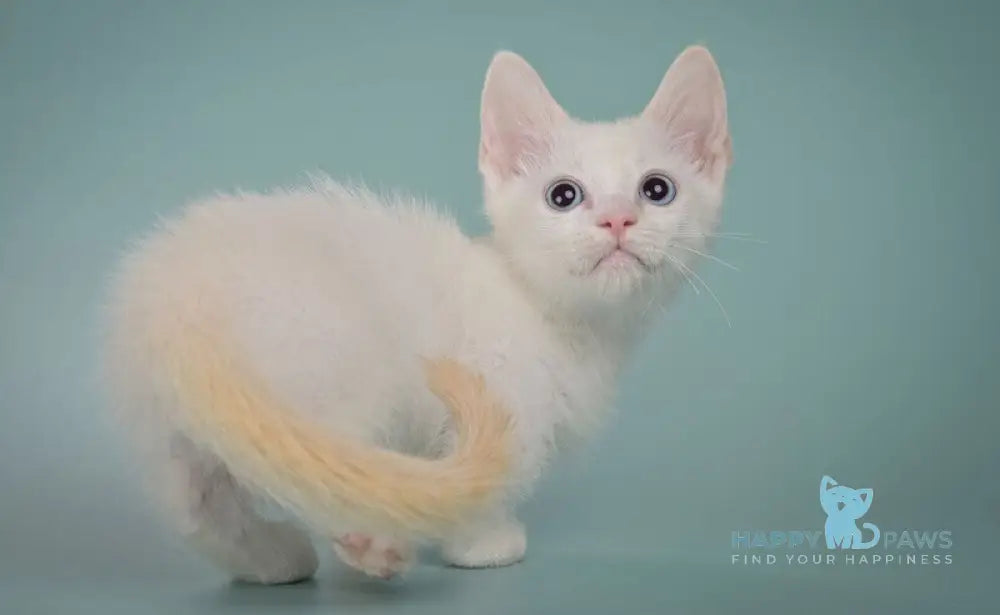 Fenty Munchkin male red pointed live animals