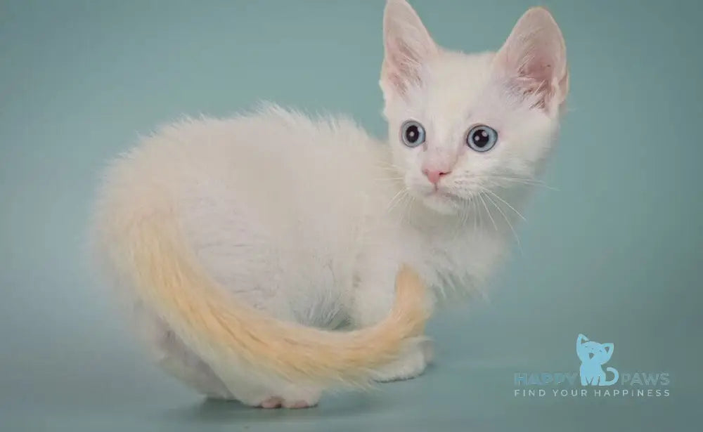 Fenty Munchkin male red pointed live animals