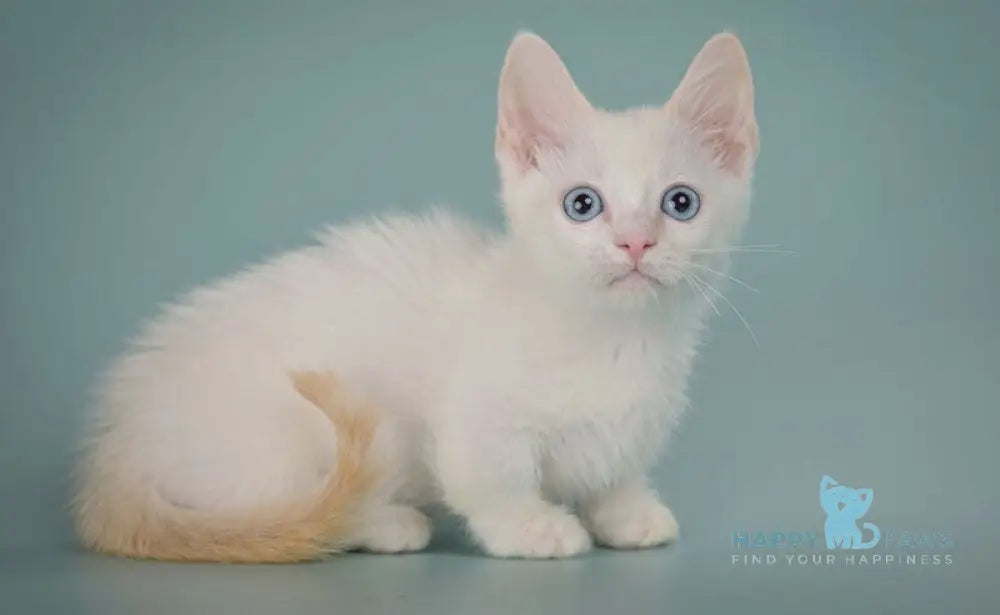 Fenty Munchkin male red pointed live animals