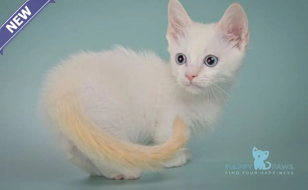Fenty Munchkin male red pointed live animals