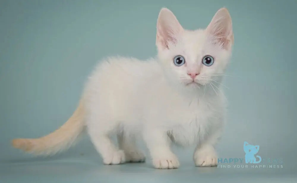 Fenty Munchkin male red pointed live animals