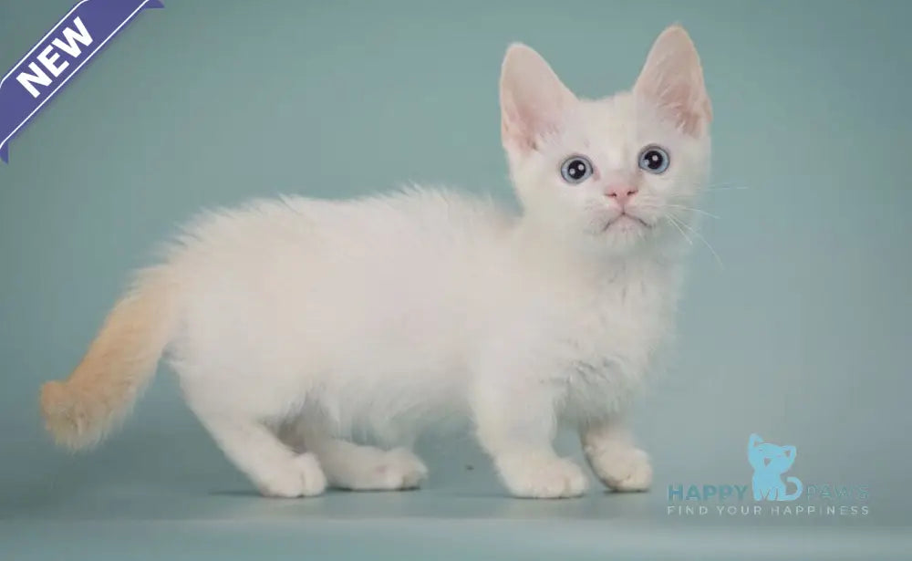 Fenty Munchkin male red pointed live animals