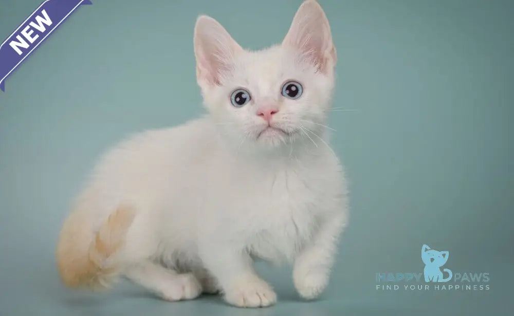 Fenty Munchkin male red pointed live animals