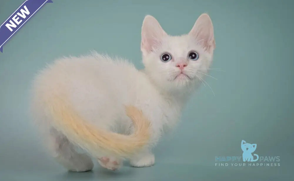 Fenty Munchkin male red pointed live animals
