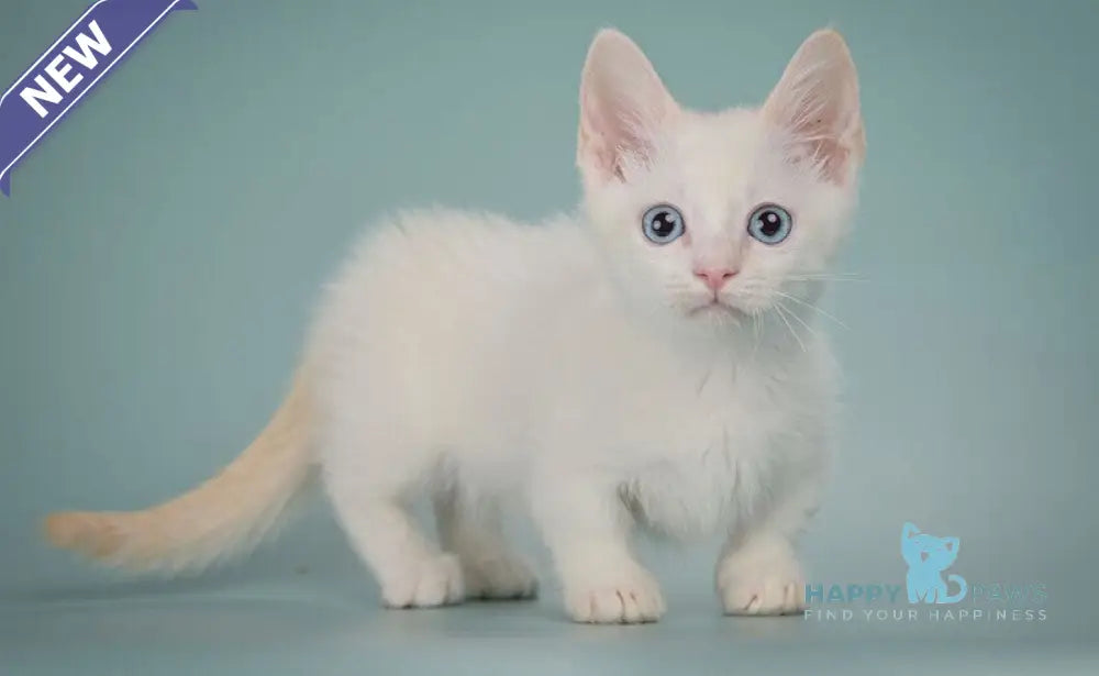 Fenty Munchkin male red pointed live animals