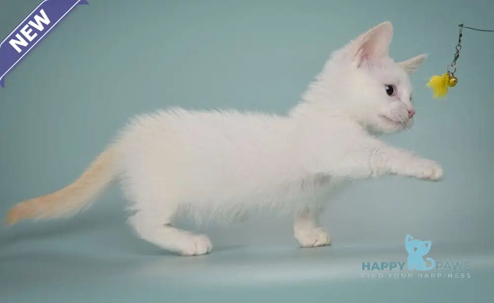 Fenty Munchkin male red pointed live animals