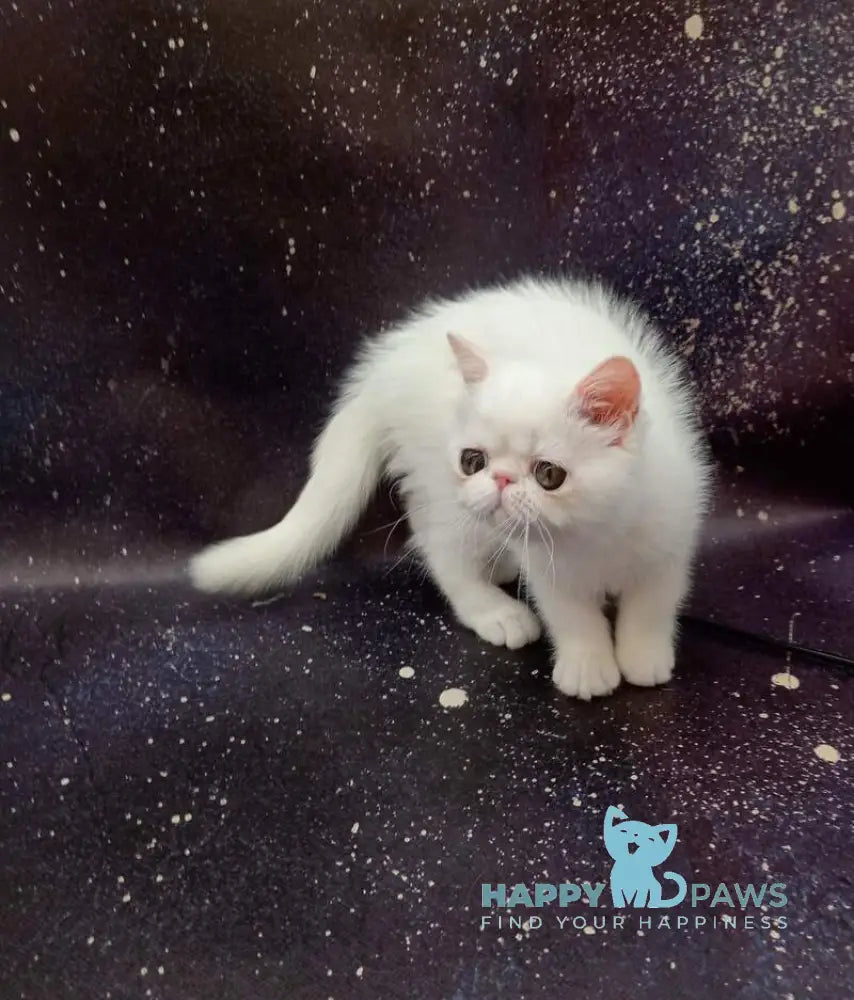 Feodora Exotic female white live animals