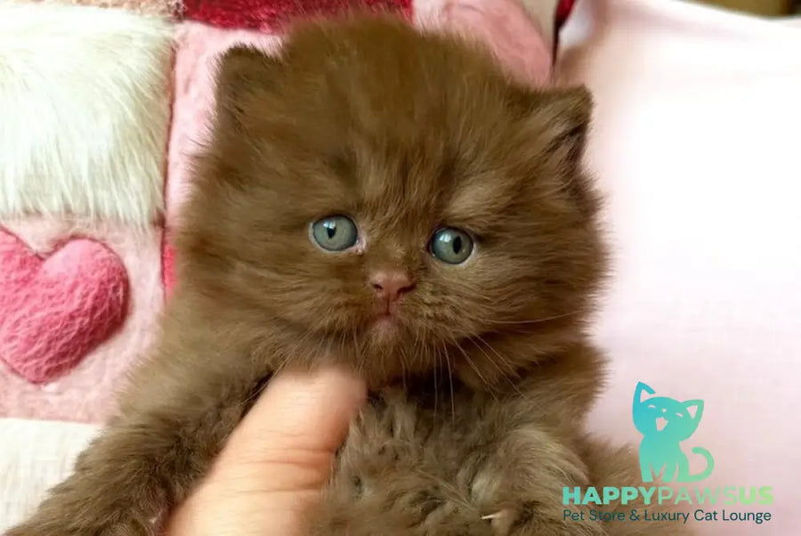 Feofaniya British Longhair female cinnamon - live animals