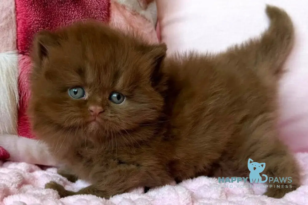 Feofaniya British Longhair female cinnamon - live animals