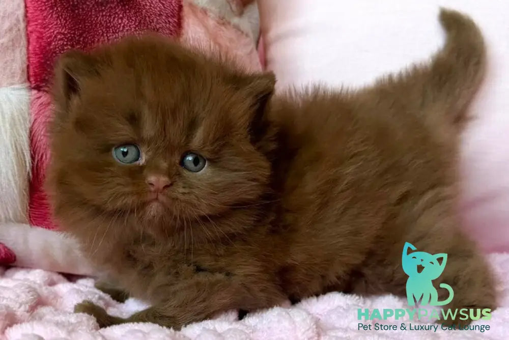 Feofaniya British Longhair female cinnamon - live animals