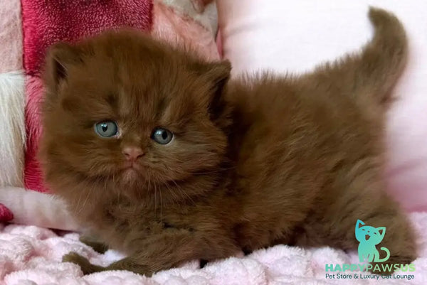 Feofaniya British Longhair female cinnamon - live animals