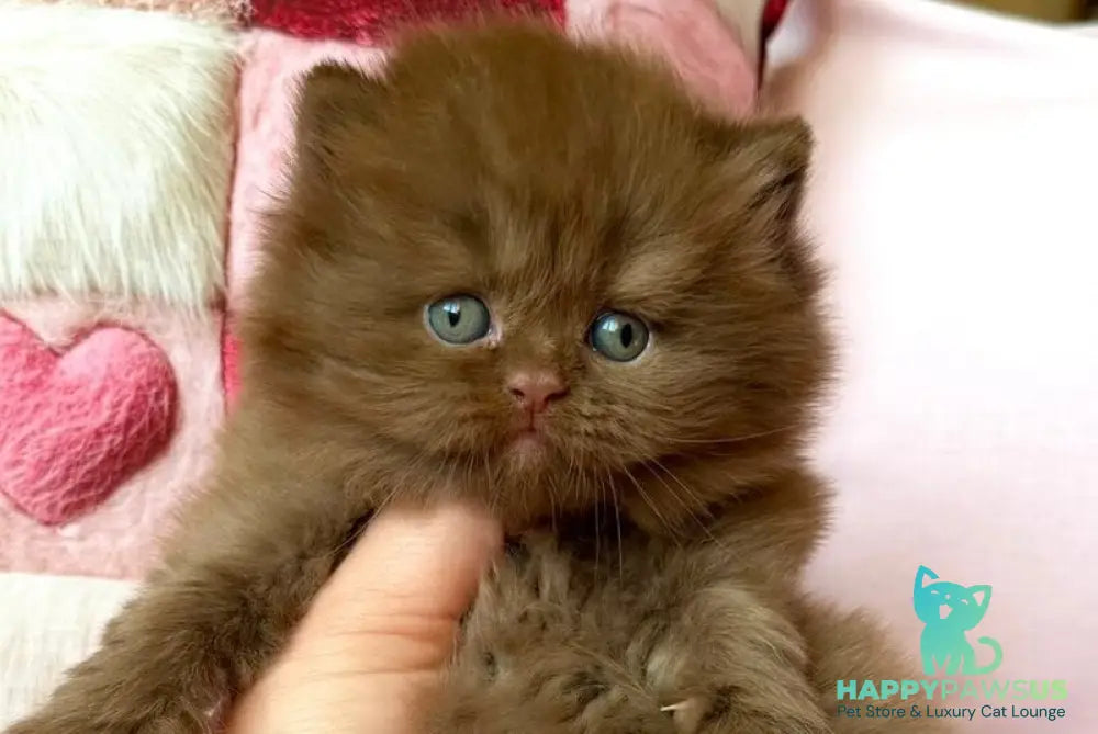 Feofaniya British Longhair female cinnamon - live animals