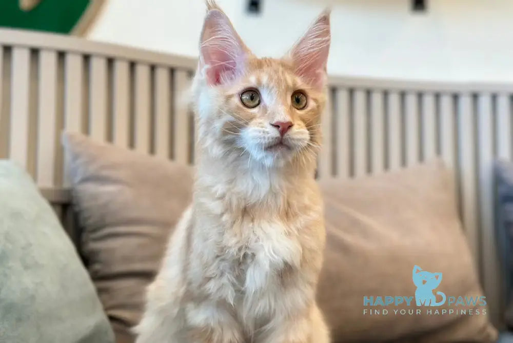 Ferb Maine Coon male cream silver tabby live animals