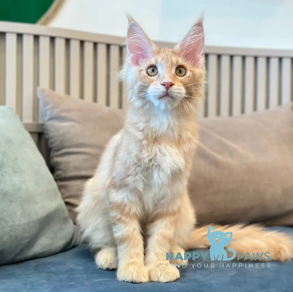 Ferb Maine Coon male cream silver tabby live animals