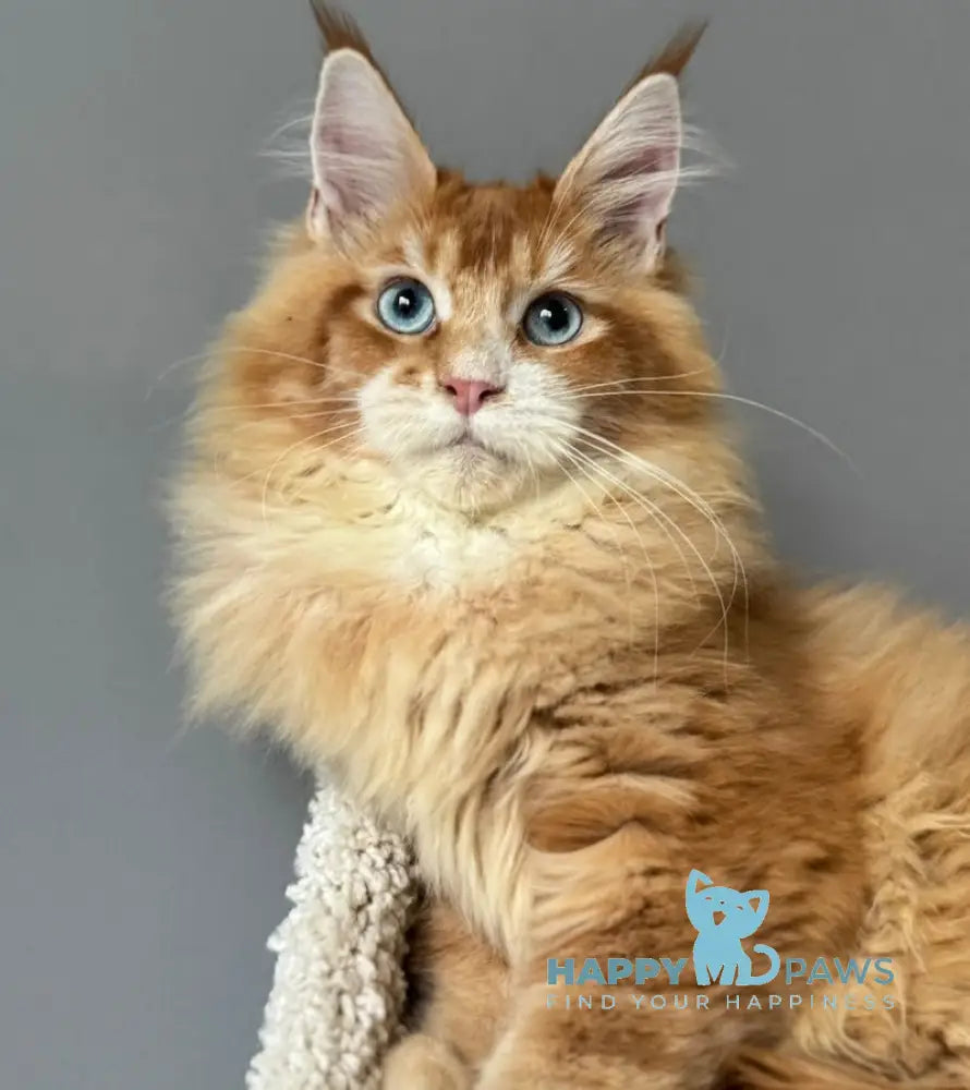 Ferdenant Maine Coon male red ticked tabby with white live animals