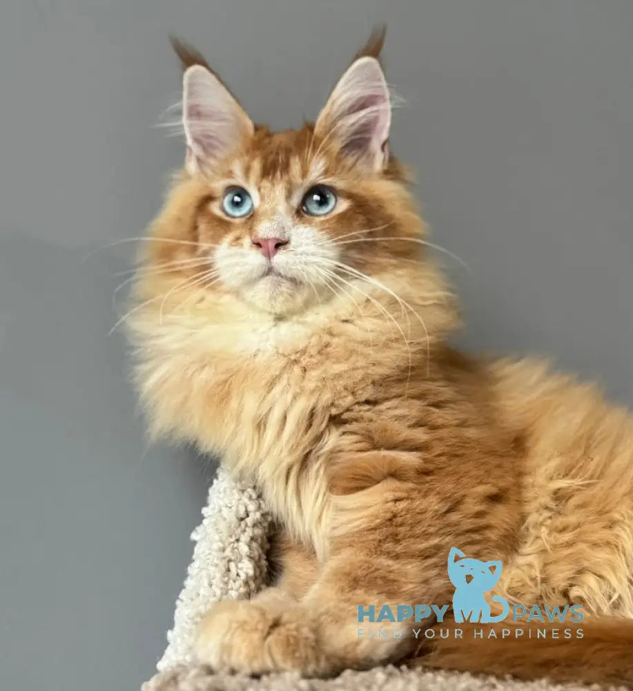 Ferdenant Maine Coon male red ticked tabby with white live animals
