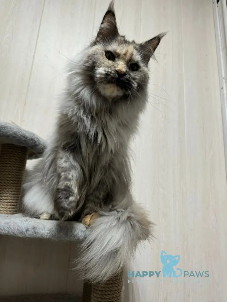 Ferdenant Maine Coon male red ticked tabby with white live animals